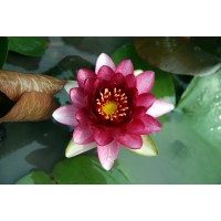 올모스트 블랙