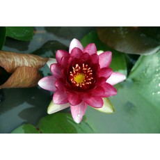 올모스트 블랙