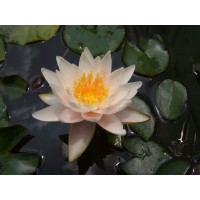 월터피글(중소형)