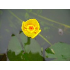 남개연