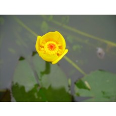 남개연