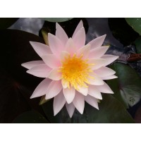 콜로세아