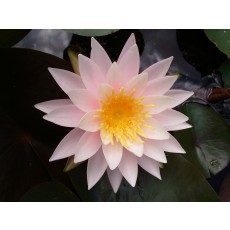 콜로세아