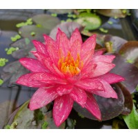 물방울수련(wanvisa)