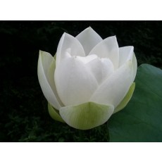 백연